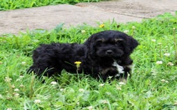 Cockapoo dogs for sale: Betty - Image 7