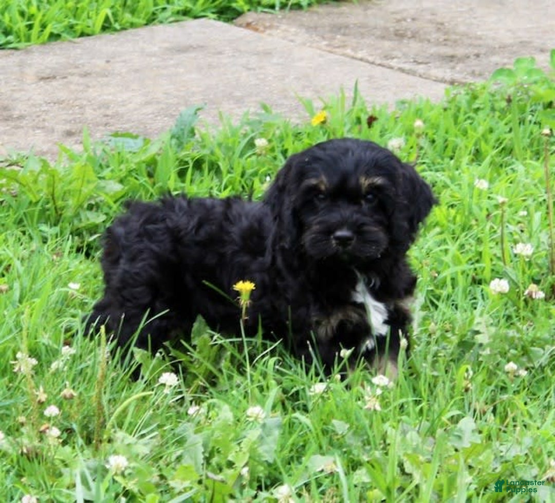 Cockapoo dogs for sale: Betty - Image 7