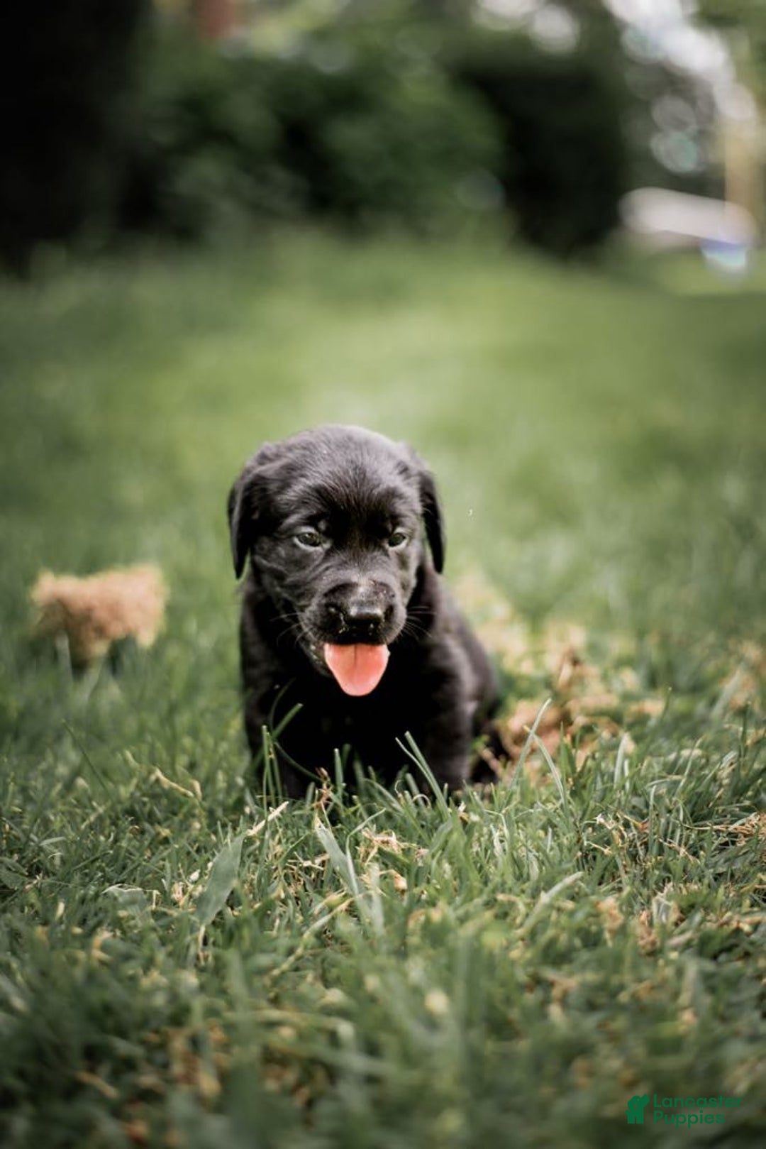 Goldador dogs for sale: Orange - Image 7