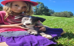 Border Collie dogs for sale: Bethany - Image 3