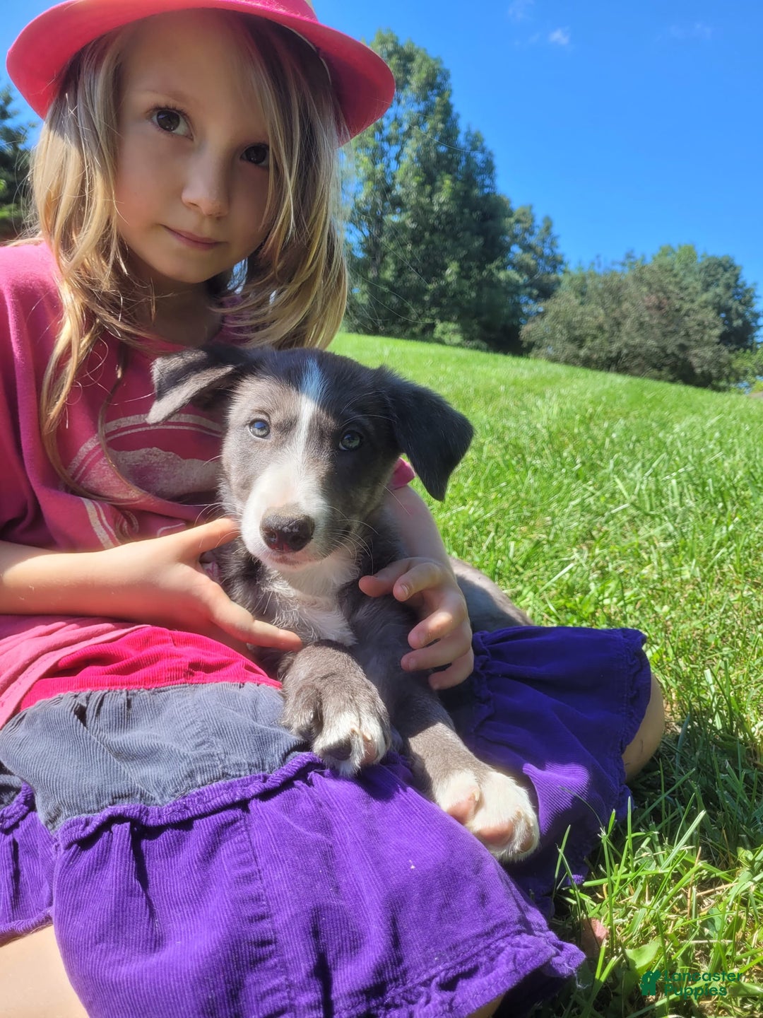 Border Collie dogs for sale: Bethany - Image 3