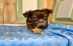 Chihuahua dogs for sale: Theodore Chocolate Lc - Image 40