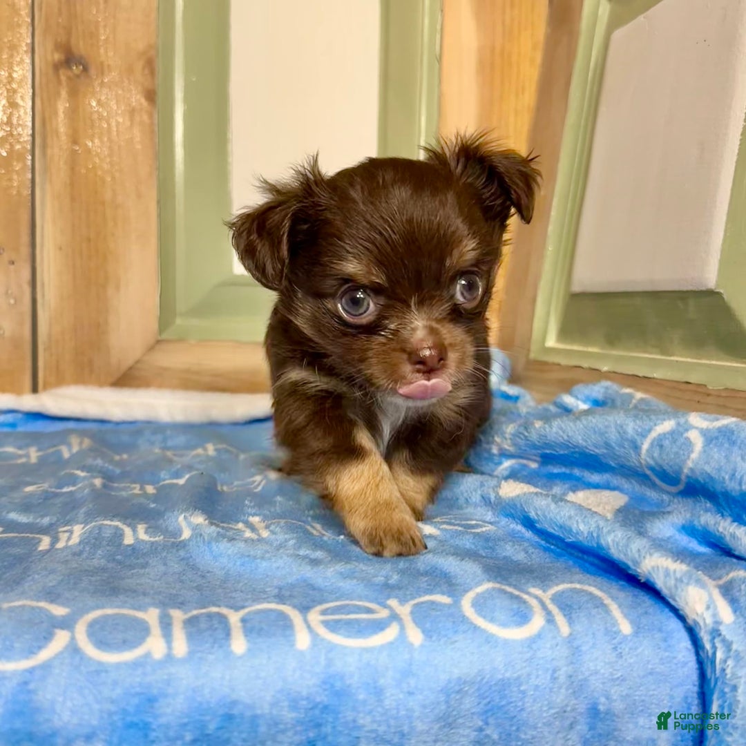 Chihuahua dogs for sale: Theodore Chocolate Lc - Image 40