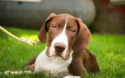 Great Dane dogs for sale: Jack - Image 8