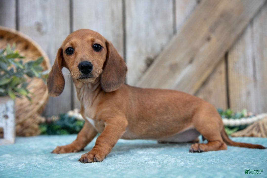 Miniature Dachshund dogs for sale: Bailey - Image 6