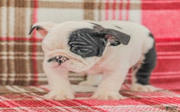 English Bulldog dogs for sale: Max - Image 2