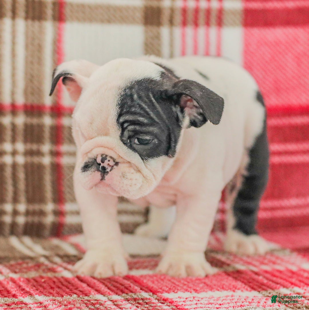 English Bulldog dogs for sale: Max - Image 2