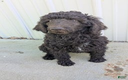 Standard Poodle dogs for sale: Peanut - Image 4