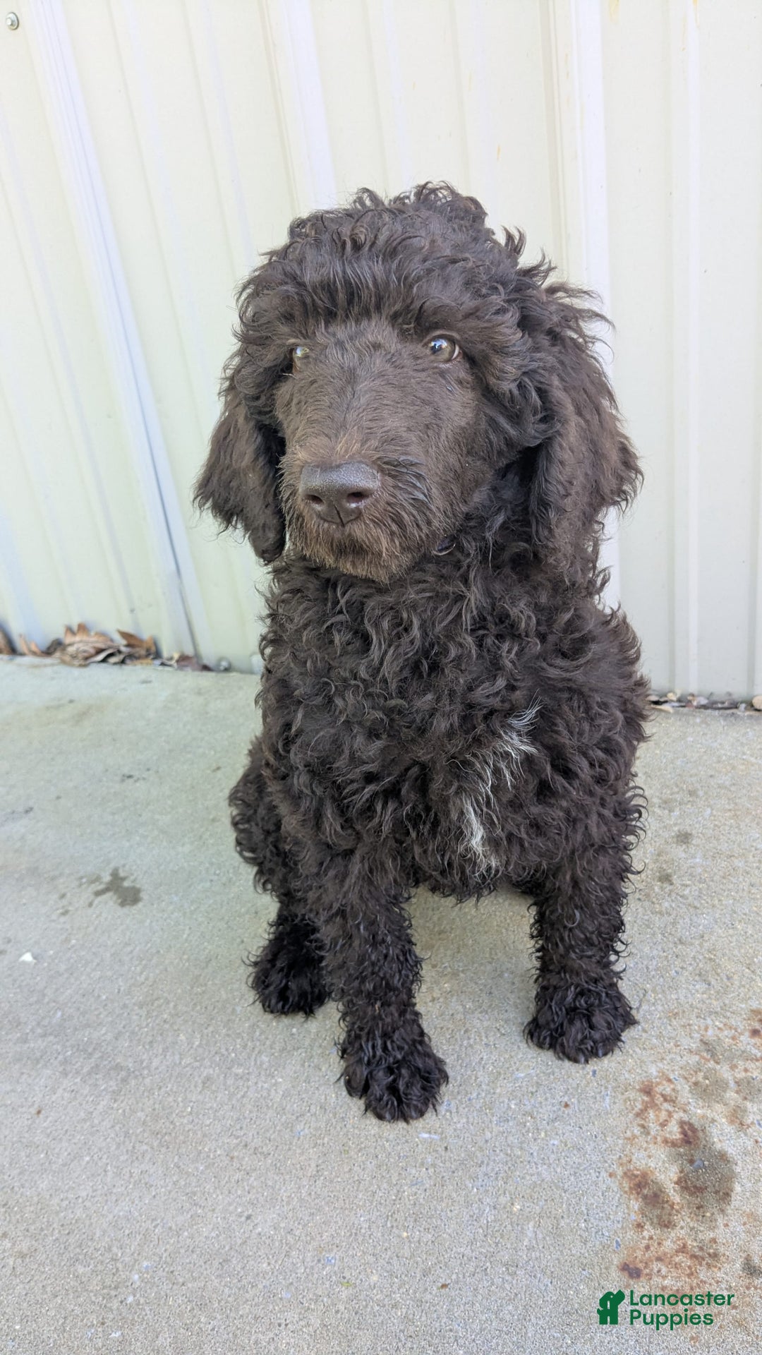 Standard Poodle dogs for sale: Peanut - Image 4