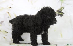 Toy Poodle dogs for sale: Bailey - Image 5