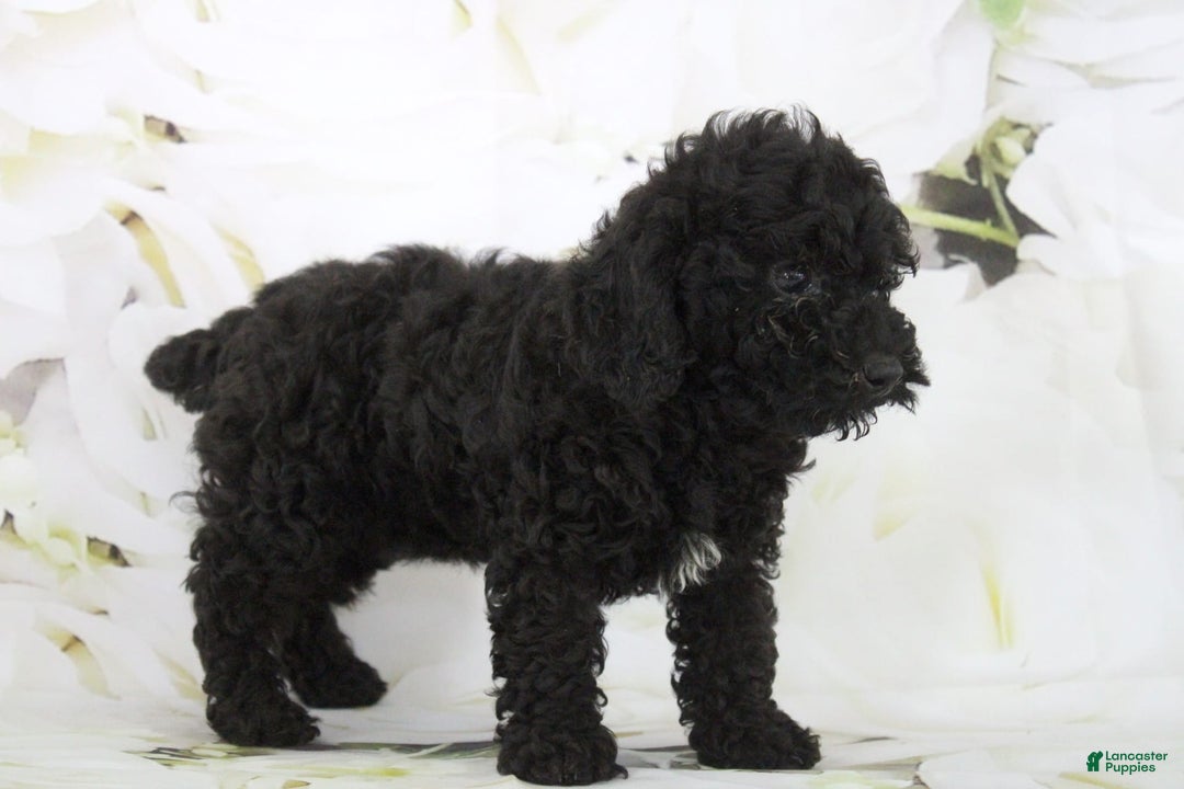 Toy Poodle dogs for sale: Bailey - Image 5