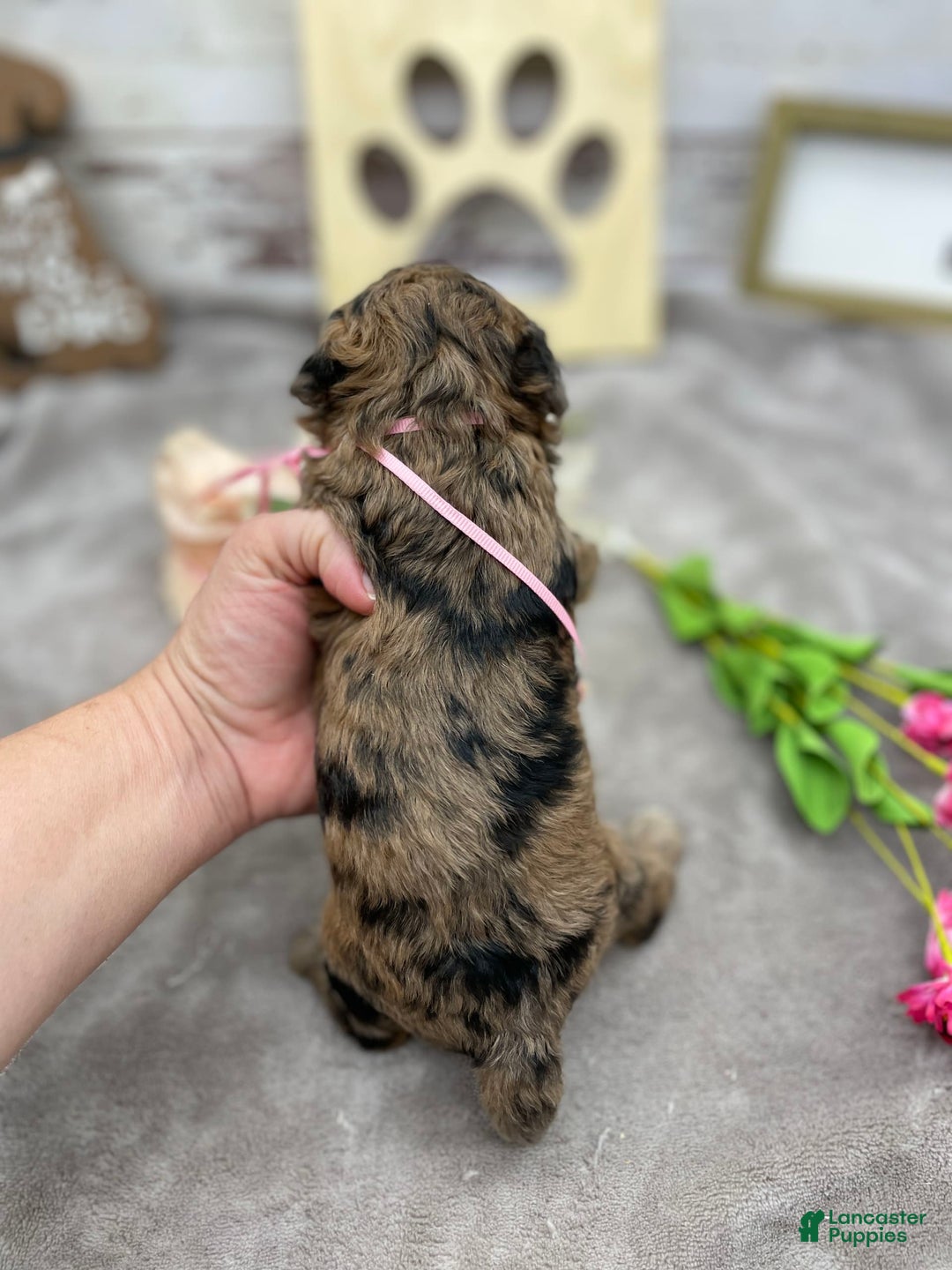 Miniature Poodle dogs for sale: Tori - Image 5