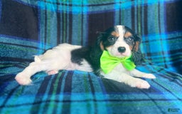 Cavalier King Charles Spaniel dogs for sale: Cobalt - Image 8