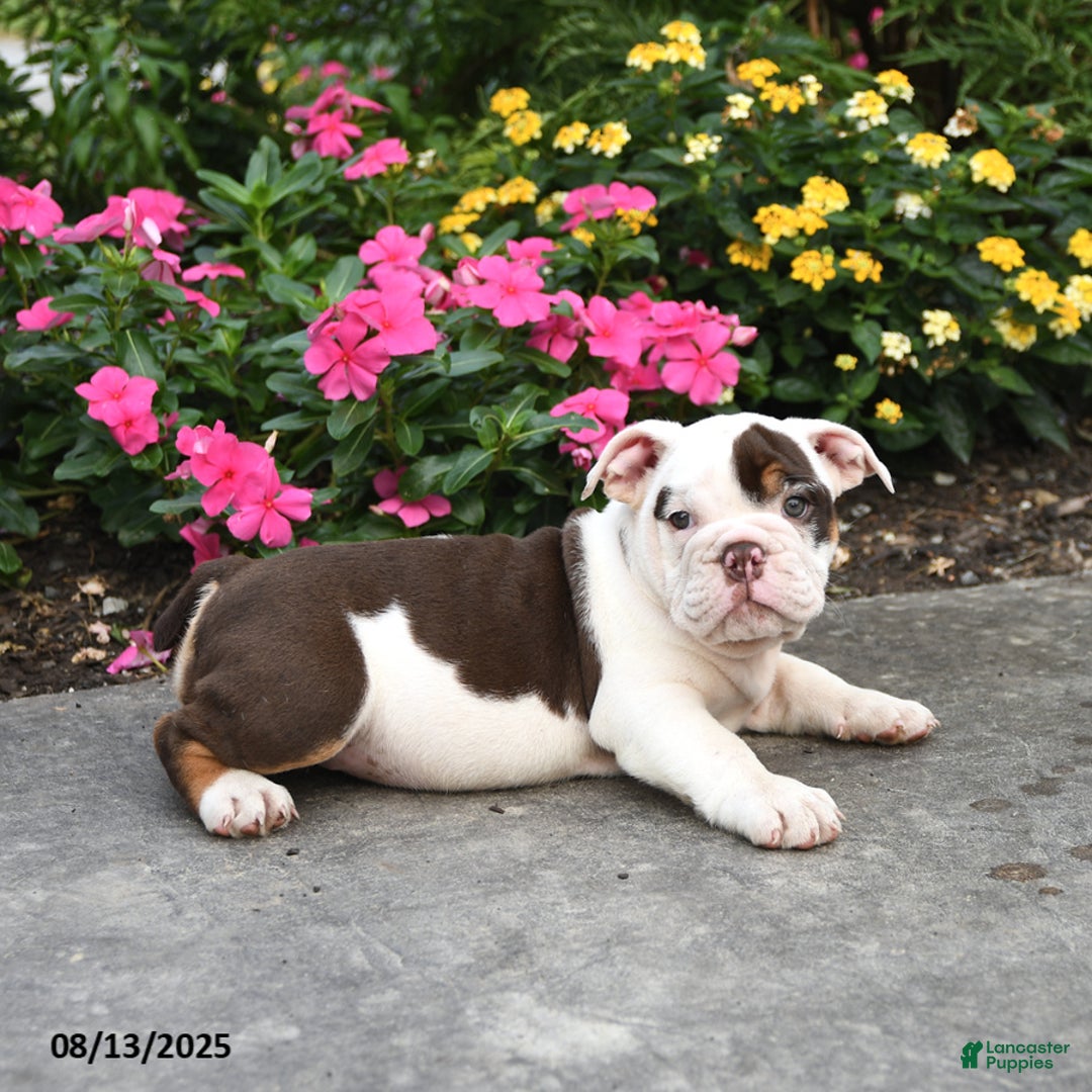 English Bulldog dogs for sale: Bailey - Image 3