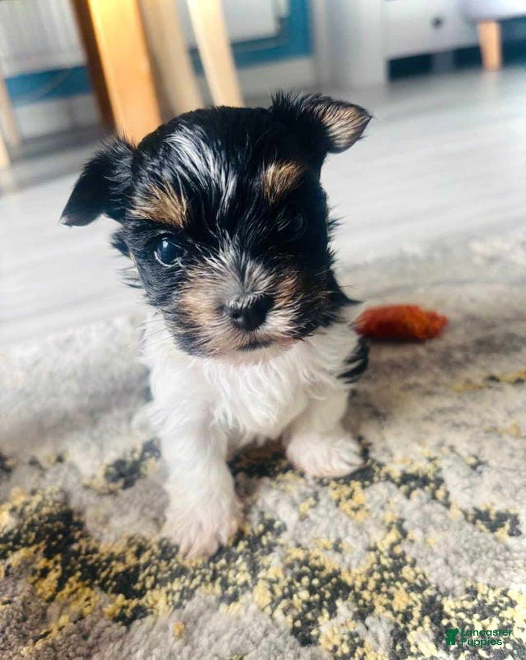Yorkshire Terrier dogs for sale: Berry - Image 3