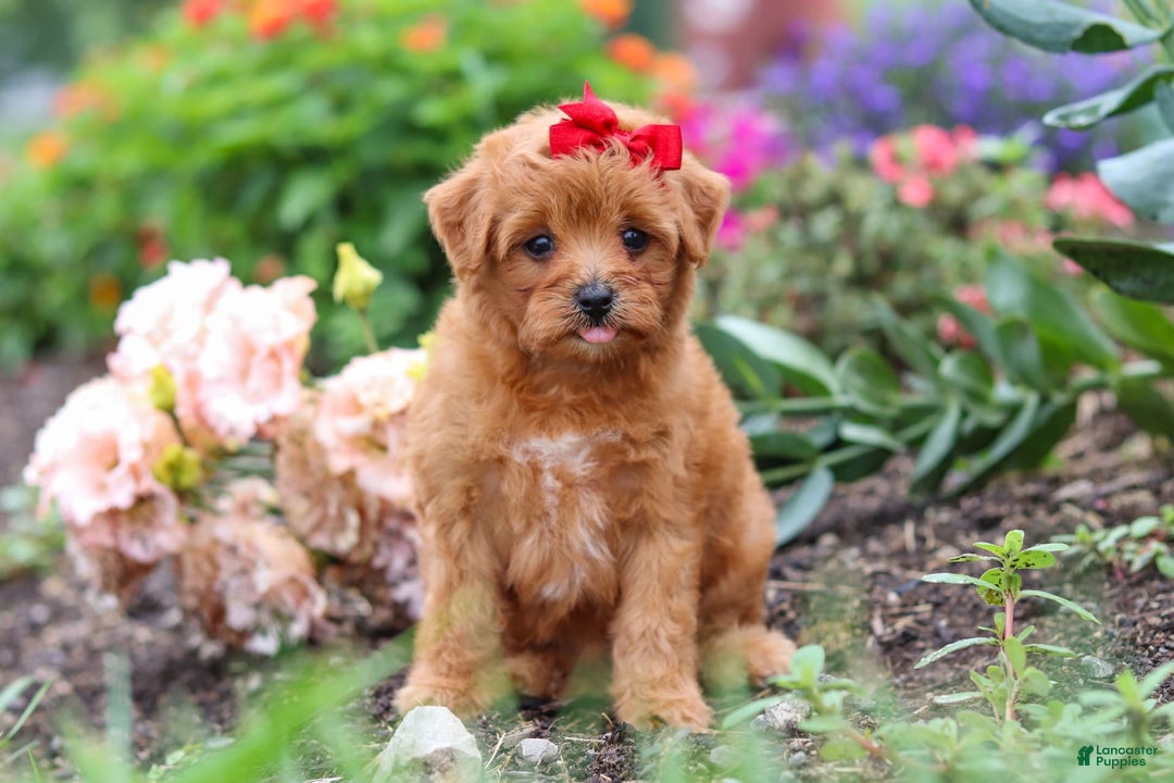 Maltipoo dogs for sale: Sophie - Image 6