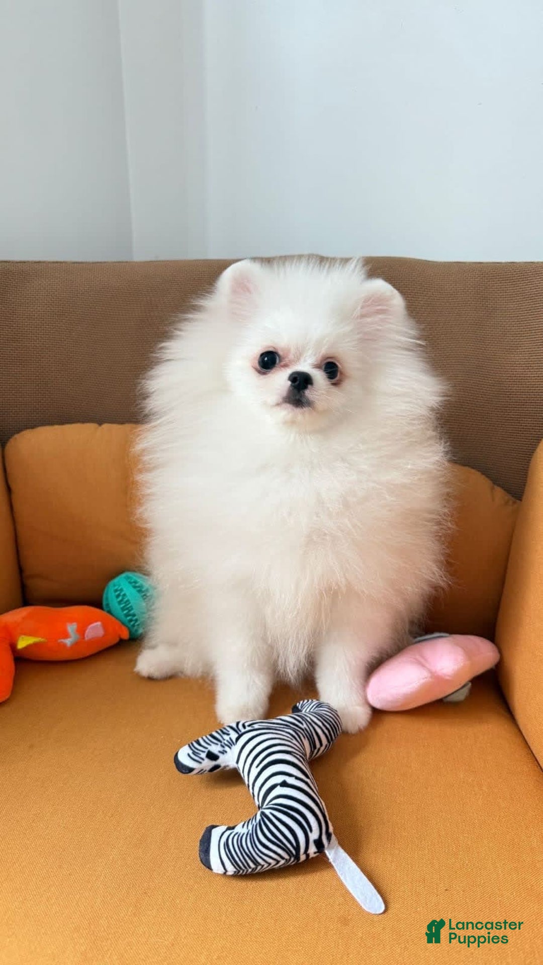 Pomeranian dogs for sale: Adam - Image 6