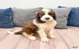 Saint Berdoodles dogs for sale: Sasha - Image 4