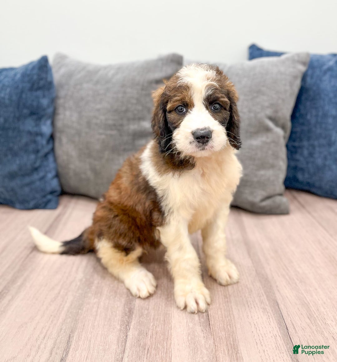 Saint Berdoodles dogs for sale: Sasha - Image 4