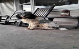 Labradoodle dogs for sale: Madonna - Image 7