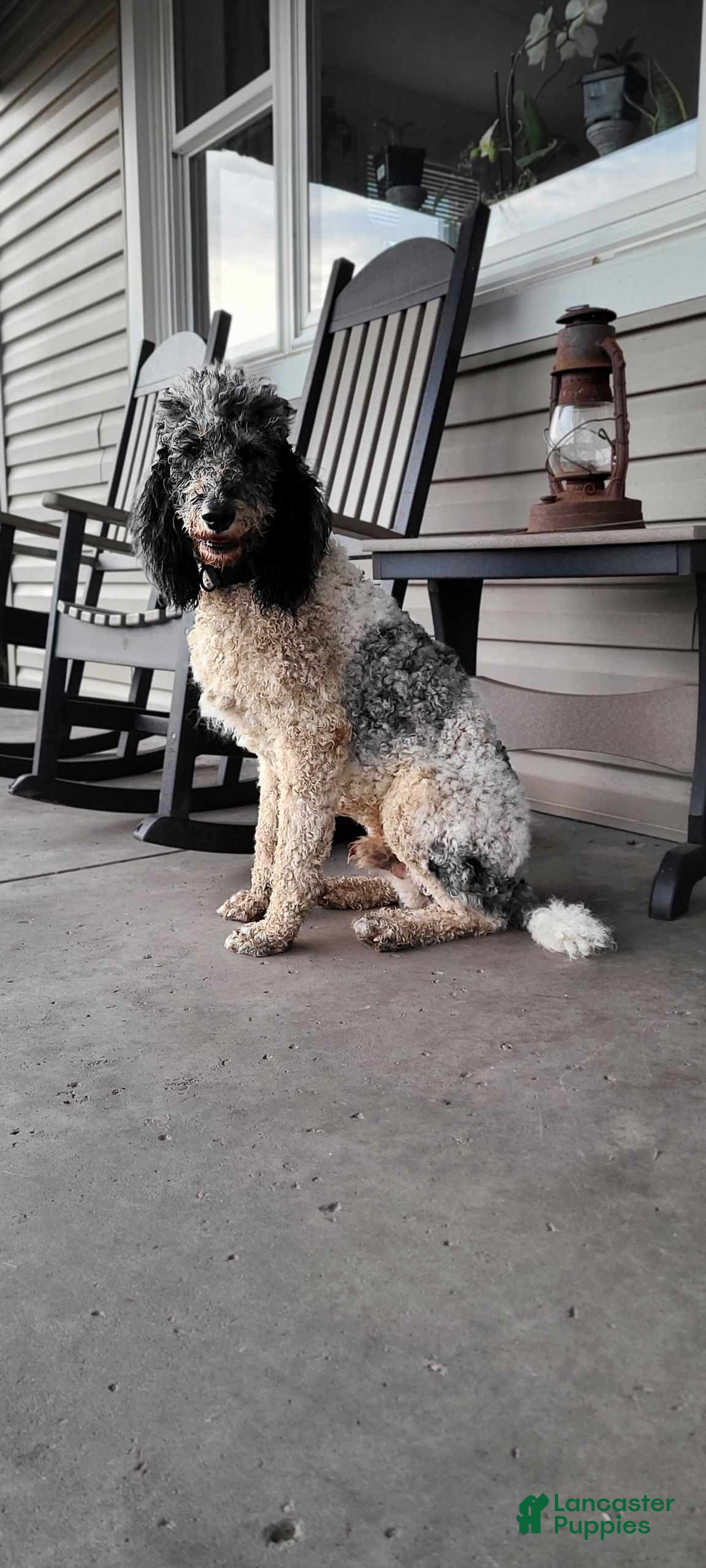 Labradoodle dogs for sale: Madonna - Image 7