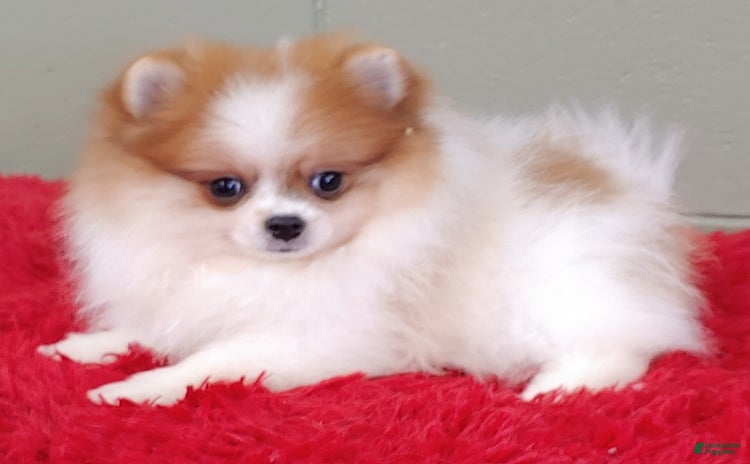 Pomeranian dogs for sale - Ad 3