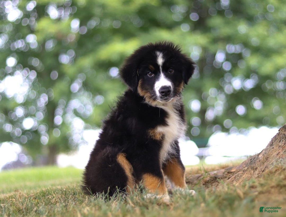 Australian Shepherd dogs for sale: Baja - Image 4