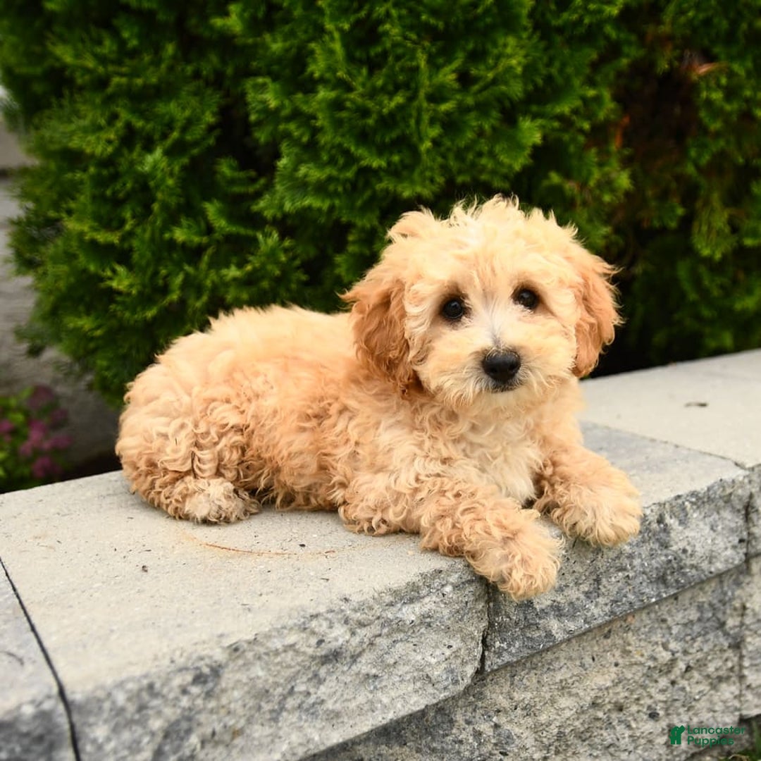 Miniature Poodle dogs for sale: Carla - Image 4