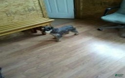 Miniature Schnauzer dogs for sale: Rosemary - Image 10