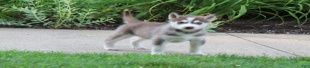 Suki