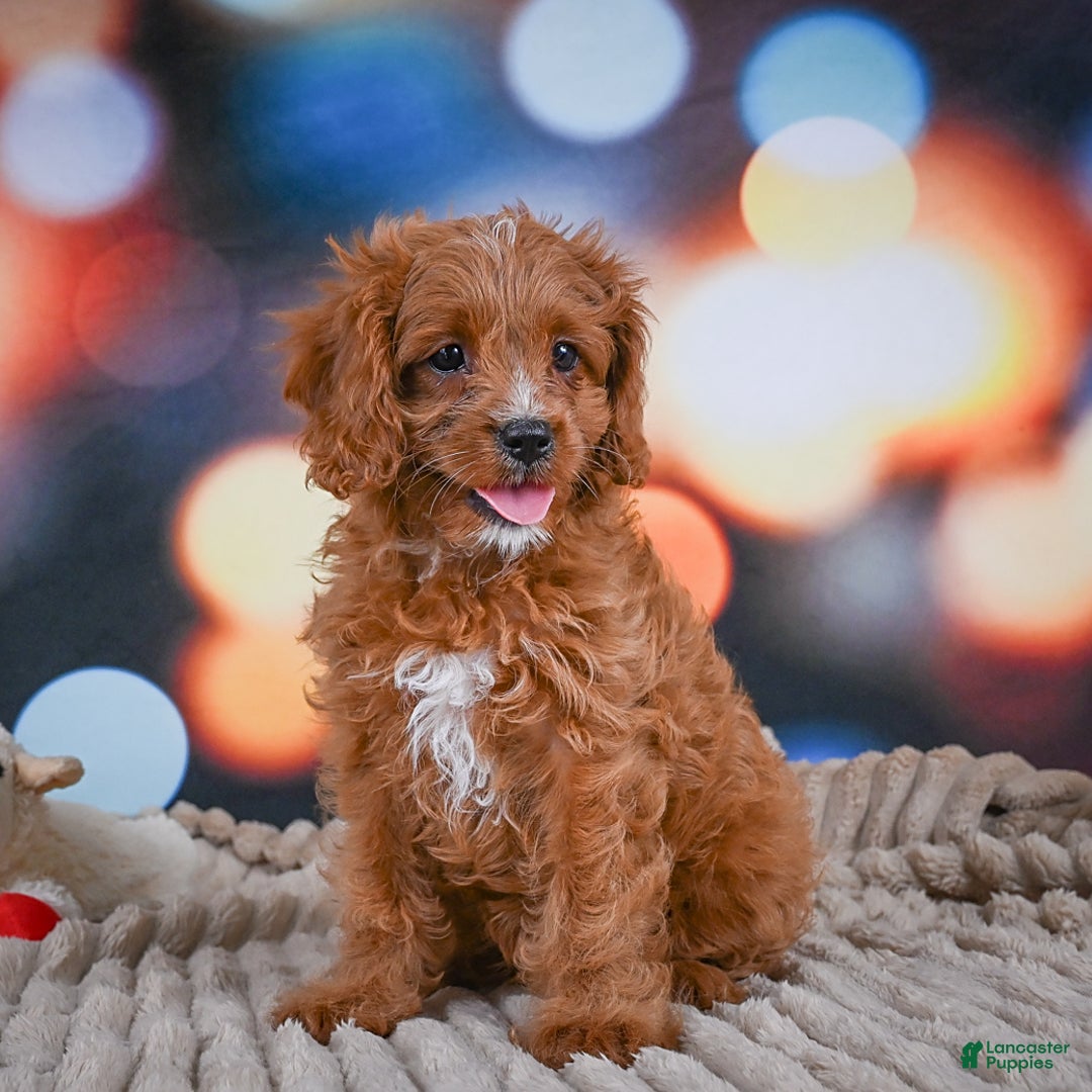 Cavapoo dogs for sale: Phoebe - Image 3
