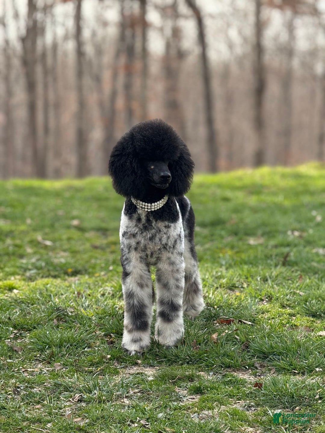 Standard Poodle dogs for sale: Crown - Image 4