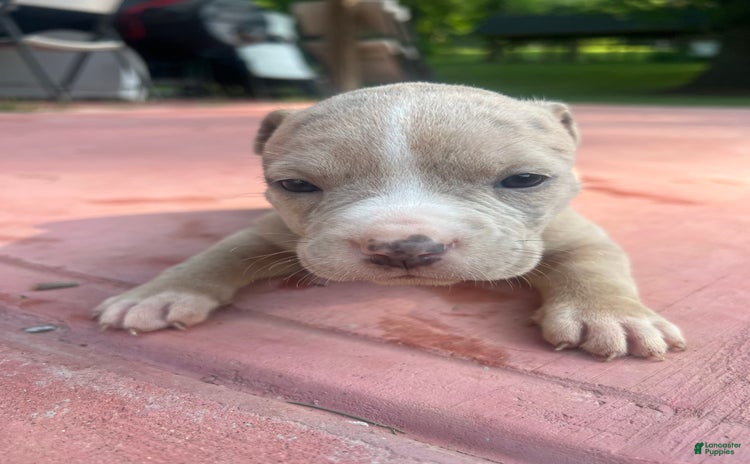 American Bully dogs for sale - Ad 3