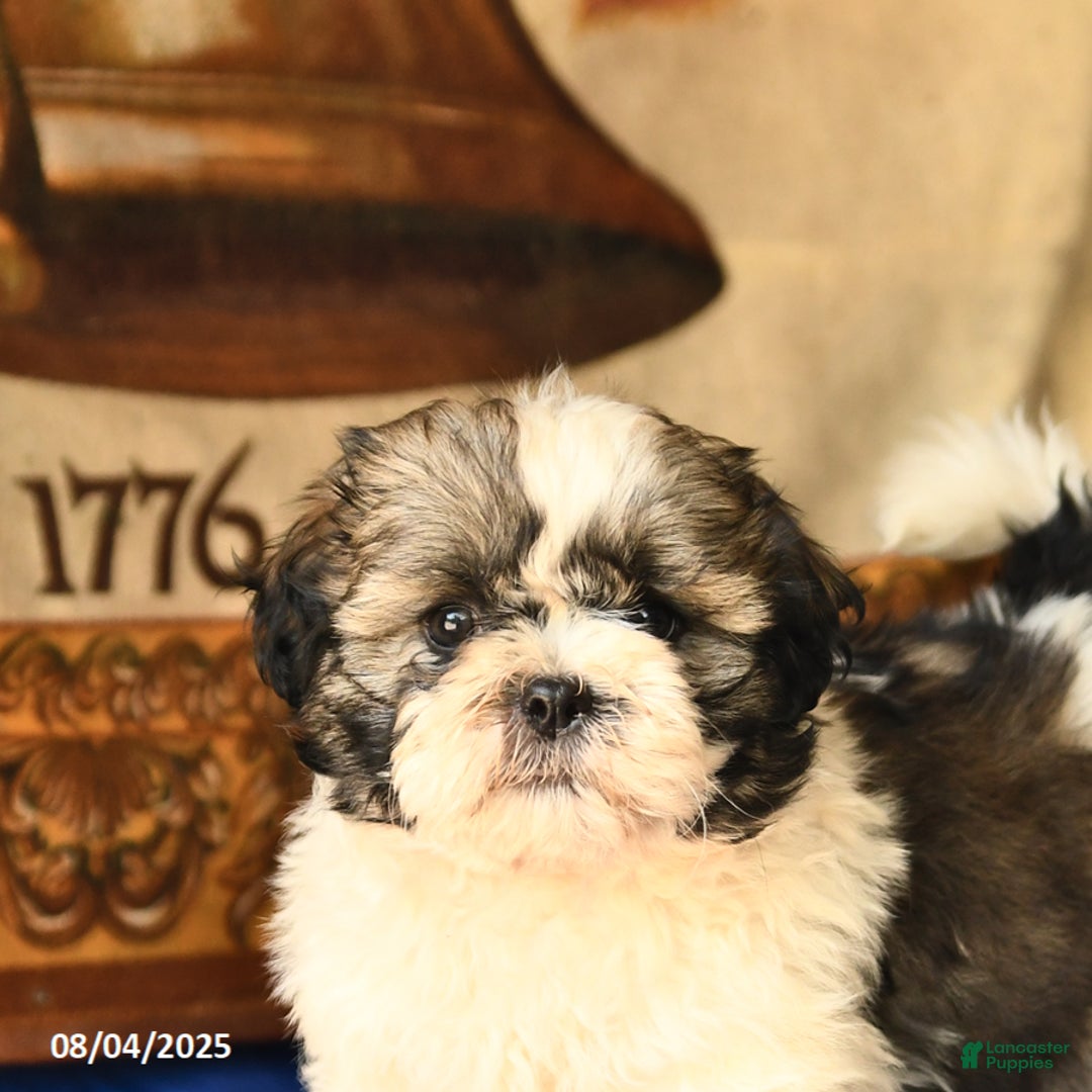 Shih Tzu dogs for sale: Buddy - Image 3