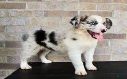 Australian Shepherd dogs for sale: Tillie - Image 6