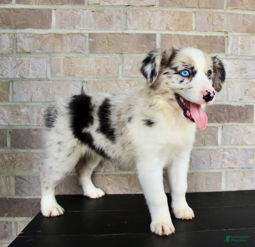 Australian Shepherd dogs for sale: Tillie - Image 6