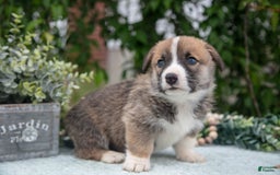 Welsh Corgi Pembroke dogs for sale: Micky - Image 4