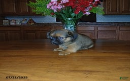 Chihuahua dogs for sale: Foxy - Image 1