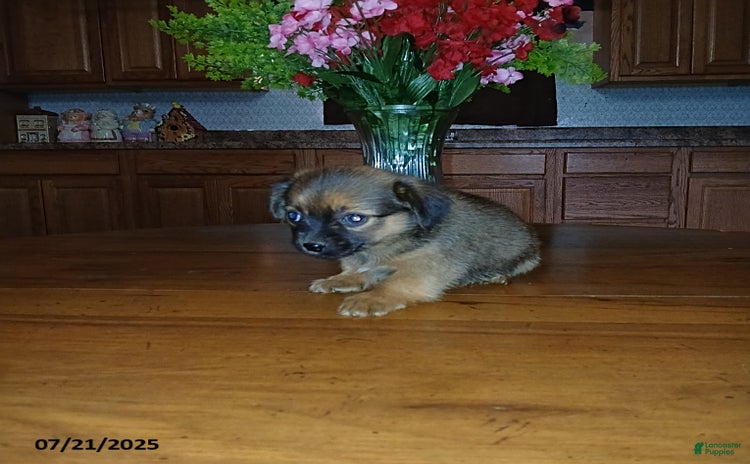 Chihuahua dogs for sale - Ad 5
