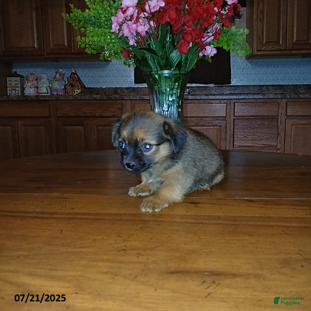 Chihuahua dogs for sale: Foxy - Image 1