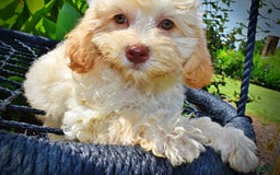 Havapoo dogs for sale: Charity - Image 17