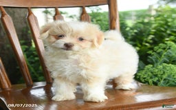 Havanese dogs for sale: Baylie - Image 4