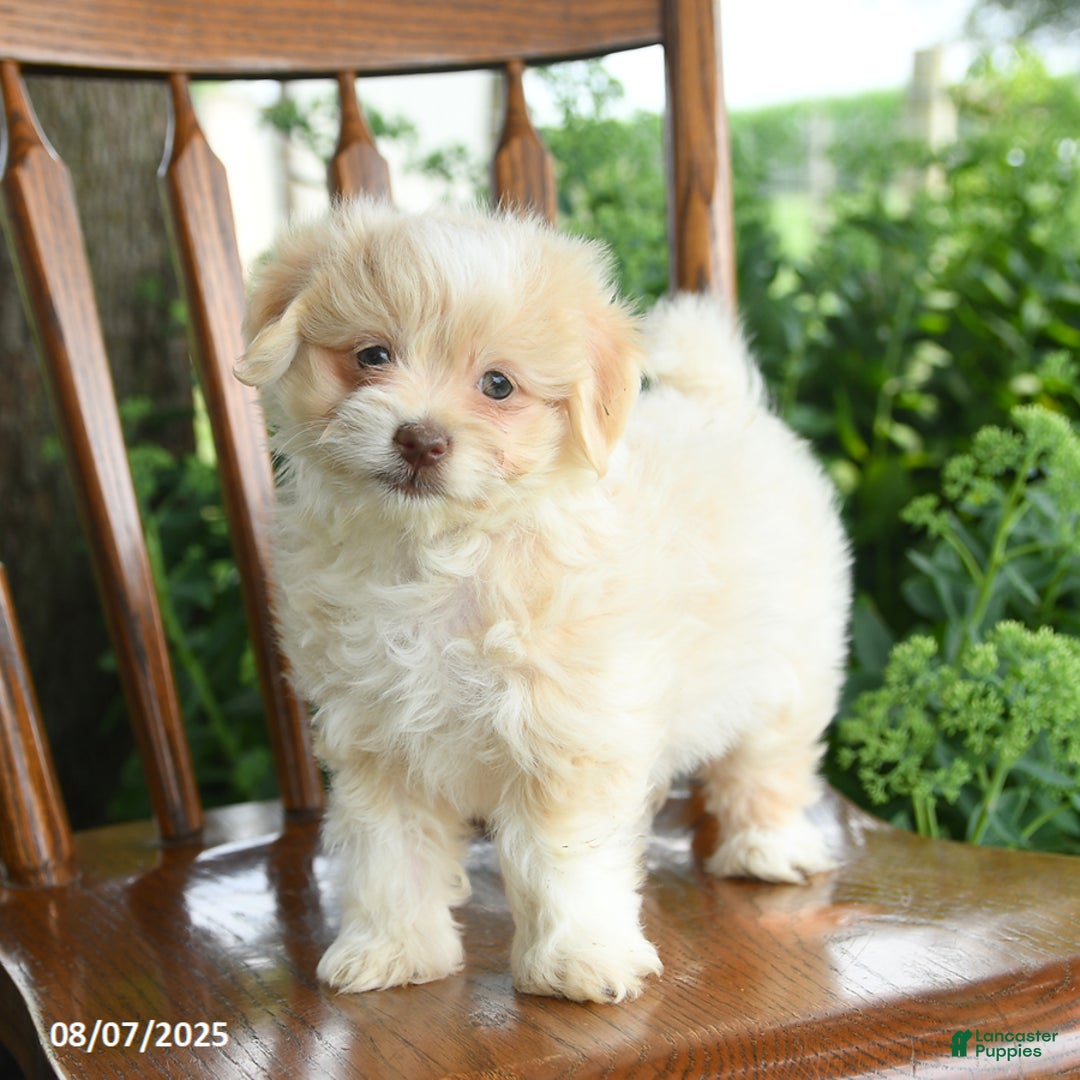 Havanese dogs for sale: Baylie - Image 4
