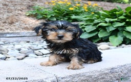 Yorkshire Terrier dogs for sale: Yorkshire Terrier 4 puppies - Image 6