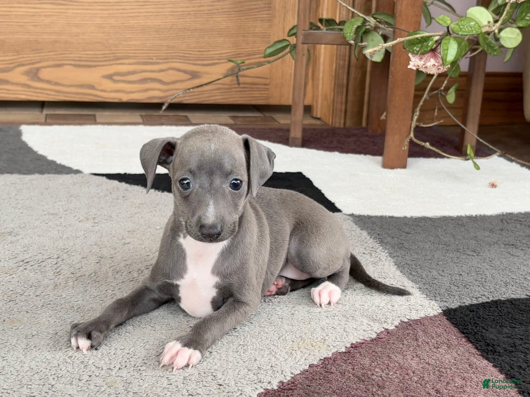 Italian Greyhound dogs for sale: Kk - Image 18