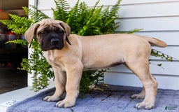 English Mastiff dogs for sale: Hazel - Image 16