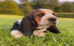 Basset Hound dogs for sale: Isabelle - Image 1