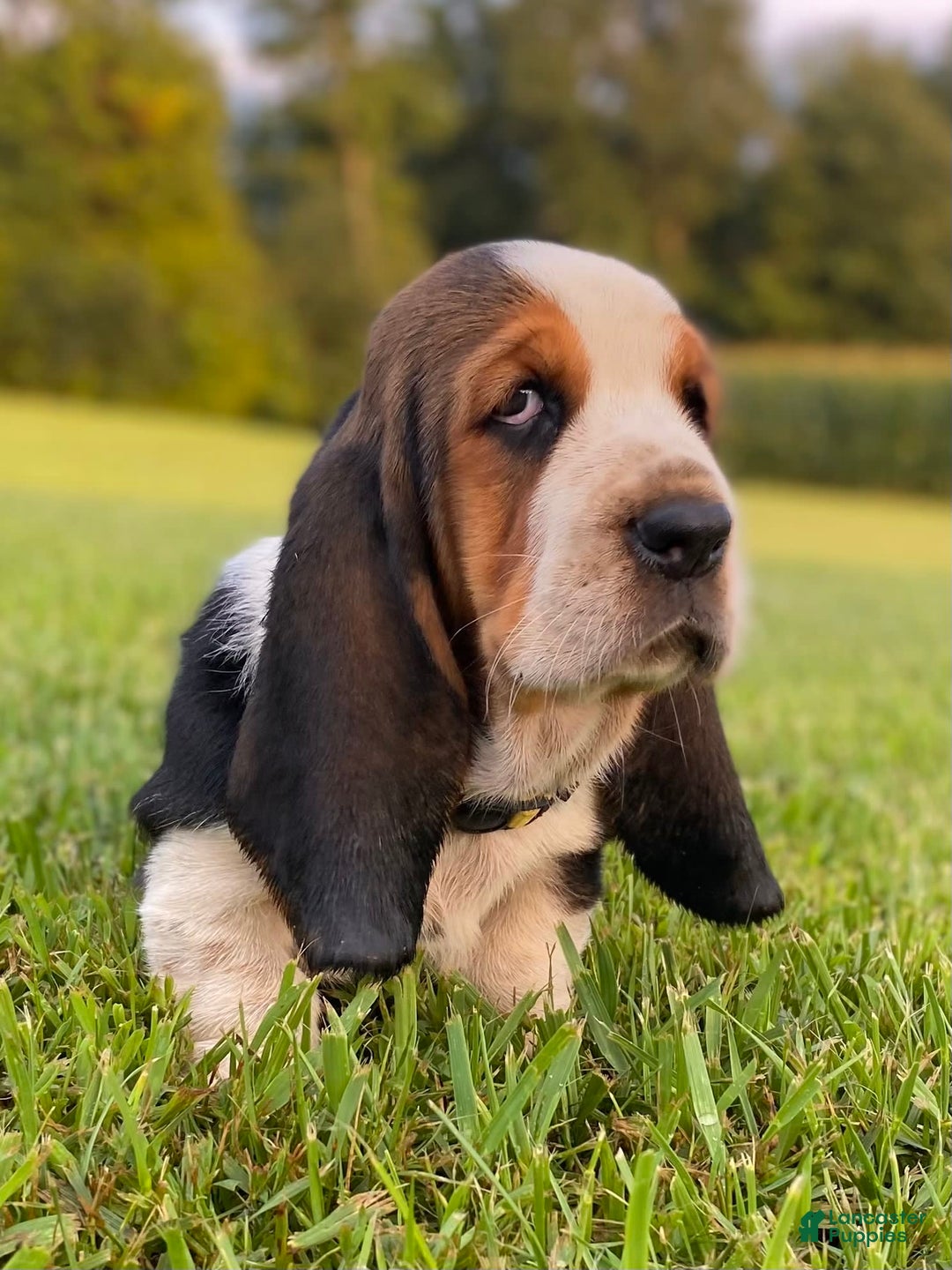 Basset Hound dogs for sale: Isabelle - Image 1
