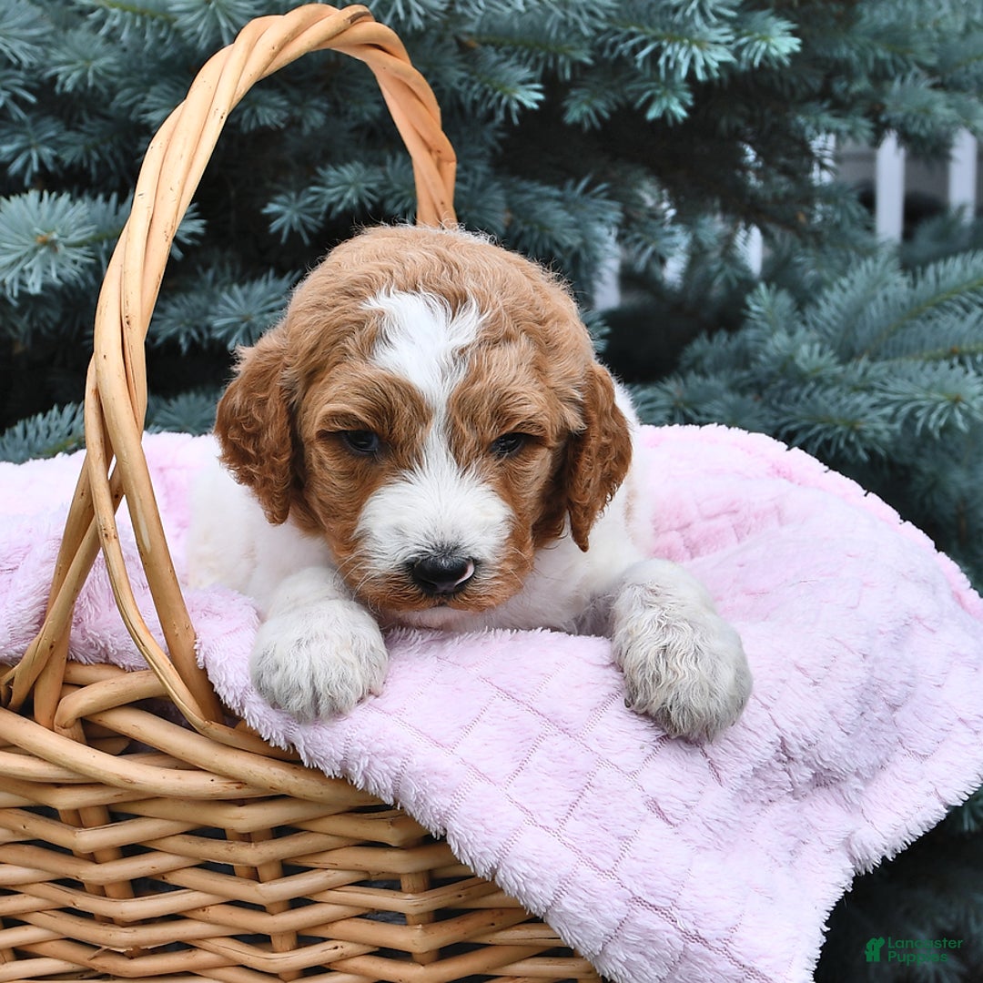 Standard Poodle dogs for sale: Daisy - Image 6
