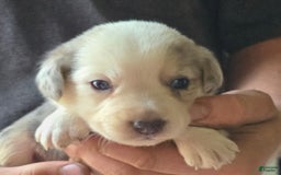 Miniature Australian Shepherd dogs for sale: Landon - Image 6